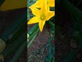 #Flowers#cougette #ytshorts #Bunga #Zucchini #Tanaman#MgaBulaklak #MgaHalaman#Hoa #BíNgòi #CâyTrồng