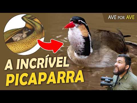 PICAPARRA Bird Of The Rivers That BARKS Like A DOG Bird By Bird