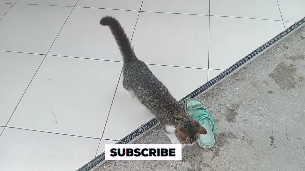 KOLEKSI QASIDAH MODEREN TERBARU FULL 1 JAM  PENUH,PALING TERBAIK @NADHIFA