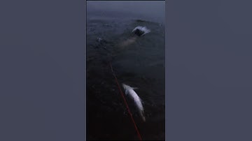 câu cá Fishing, Câu lục Một đêm được đàn cá Khủng #shorts #fishing #cauca