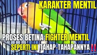 Proses lovebird fighter mentil‼️
