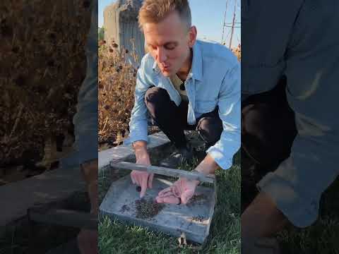 Video: Ar trebui să înmuiați semințele de zinnia?