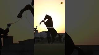 Stallion Golden Rock #horse #instagram #instagood #viral #shortvideo #viralvideo #copyrightfree
