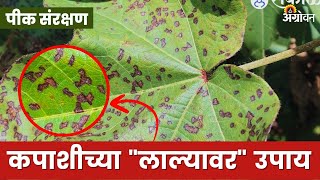 Cotton Lalya : कपाशीत लाल्या येण्याची काय आहेत कारणे| Agrowon | ॲग्रोवन