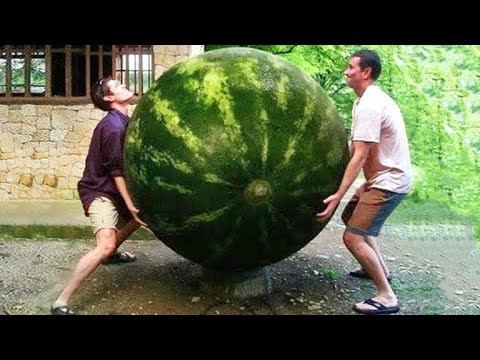 Video: Care este cel mai mare măr?