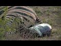 Zebra Gives Birth SafariLIVE PM Drive 03/04/16