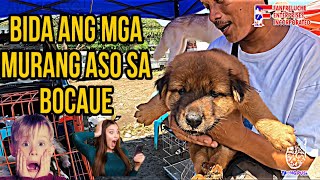 BOCAUE PET MARKET UPDATE | MURANG BILIHAN NG ASO SAKTO NGAYONG DARATING NA PASKO🔥 vlog# by Taong Pusa 1,533 views 5 months ago 16 minutes