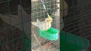 Cockatiel bird egg laying symptom #shorts #birds #viral #parrot #lovebirds #cockatiel #birds
