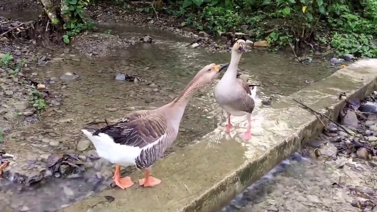 la huasteca Hidalguense - YouTube