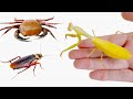 螳螂VS螃蟹和蟑螂，結果怎樣？Mantis VS Crab And Cockroach