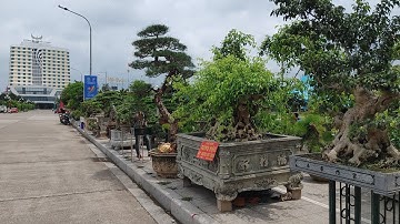 BÁO GIÁ MỘT SỐ CÂY CẢNH HÀNG CHỢ TRƯỚC TRIỂN LÃM SVC TỈNH BẮC GIANG 2022.