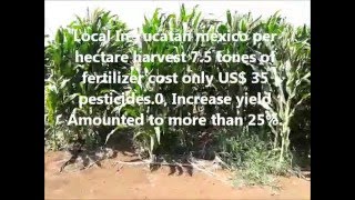 How to create a high yield high quality free pesticide Agriculture