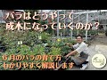6月のバラの育て方とバラがどう育っていくのかをじっくりお話ししてみました。