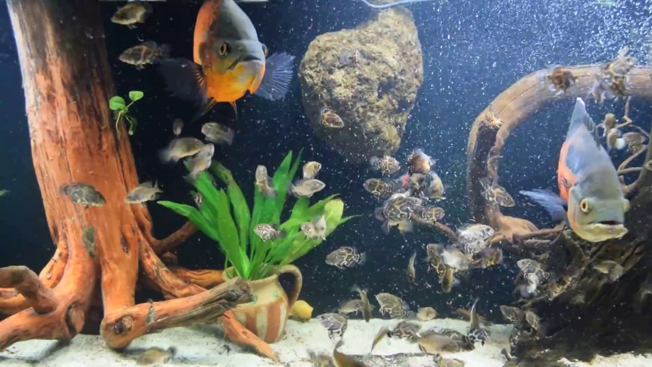 My Astronotus ocellatus and their 10 week fry - YouTube