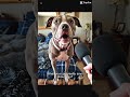 “If My Dog Could Talk… This Is What He’d Say 🤖🐕”