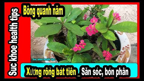 BÔNG QUANH NĂM dễ trồng XƯƠNG RỒNG BÁT TIÊN, Săn sóc bón phân Fertilizing Crown of Thorns