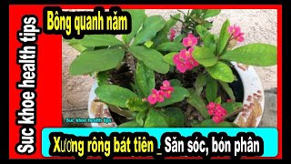 4 kỹ thuật nhân giống Xương rồng bát tiên – Trồng Hoa