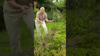  Znalicie Taki Czosnek   Nowa Maja W Ogrodzie shorts