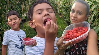 Berries Picking in Lehner Farm | The Wanderlust Family