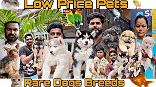 All Types of Puppies and Pets Available in Chennai Open Pets Market  | Open Only On Sunday #dog