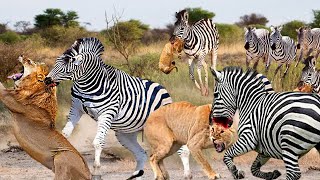 The Zebra Bites The Lion&#39;s Head And Fight For His Comrade - Zebra vs Lion