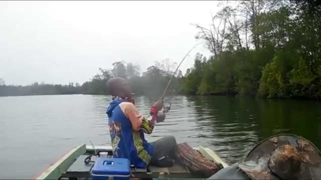  Mancing Ikan  Jenahak Muara Sungai Citra Mancing  Mania  