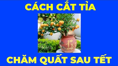 Cách Chăm sóc cây quất Thần tài sau Tết, tính năng và tác dụng của từng loại phân bón