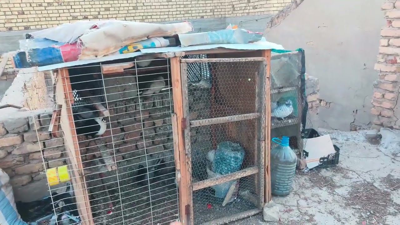 نضقت البراجه مال اطيور🕊شلت الحلات من اطيور🕊 وبقيت اطير بيهن أن شاءالله نرجع بقوها