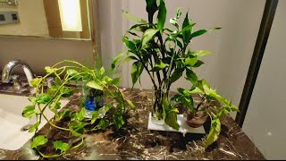 Lucky bamboo ll Money plants ll Easy way to care and grow money plants and lucky bamboo cuttings ll