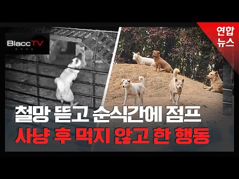[BlaccTV] &amp;quot;죽은 염소가 자꾸 꿈에 나와 폐업합니다&amp;quot;…버려진 개들의 역습 / 연합뉴스 (Yonhapnews)