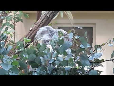 Video: Hoe Leven Koala's?