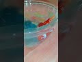 # Shark 🦈🐬 # small Shark 🦈🦈