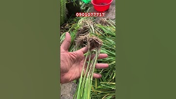 Hẹ giống tại shop em- sđt: 0901077717