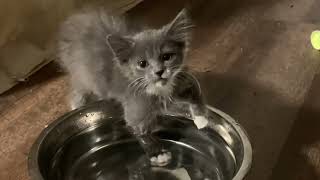 Tiny Kitten Playing with Water