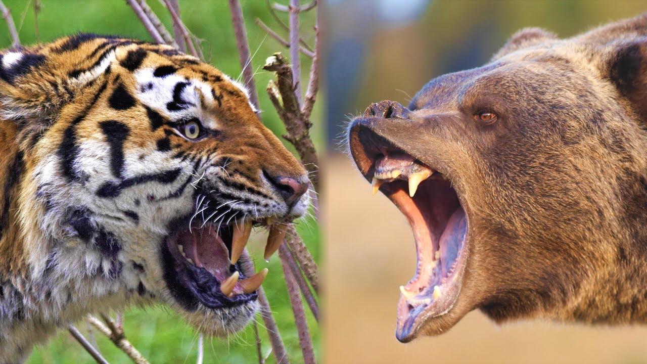 Amur Tiger Vs Kodiak Bear Youtube