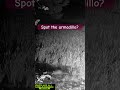 Armadillo found a good spot for a mud bath. #armadillos #nocturnal  ￼#trailcams #wildlife #animals