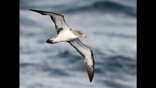 Cory's Shearwater call