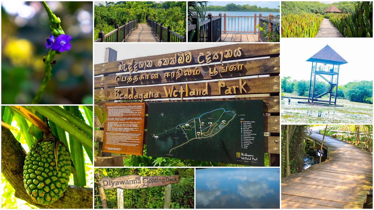 Beddagana Wetland Park, Sri Jayawardanepura Kotte, Sri Lanka (Ceylon)