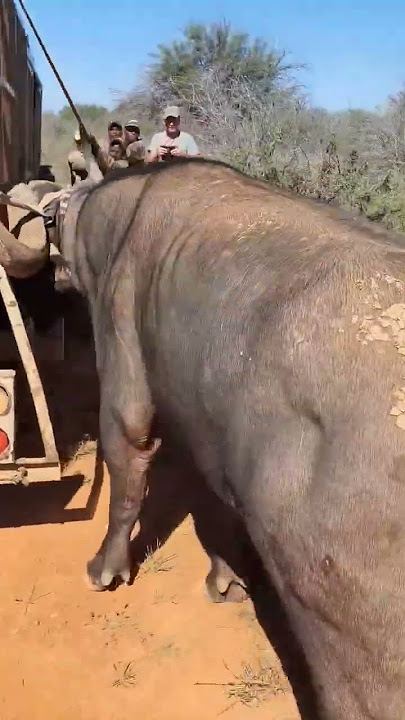 Angry Buffalo attacks Car very hard, wild animals attack. - Welcome to African Safari Guide.