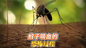 3分钟看完蚊子叮咬人全过程，没想到蚊子这么恐怖，完全超出想象