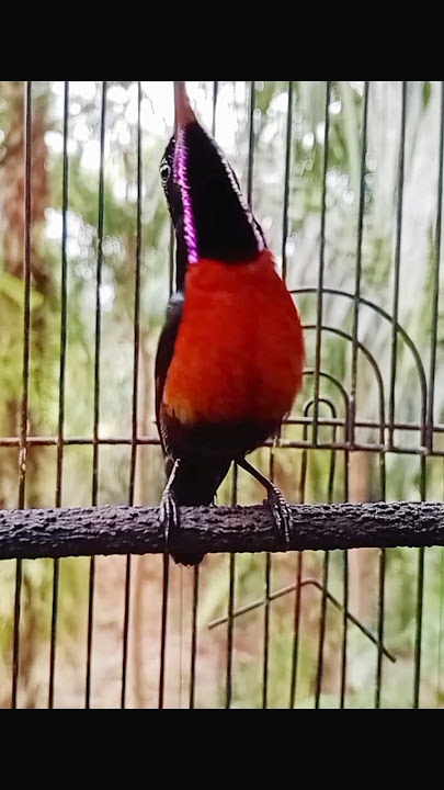 suara burung Kolibri ninja gacor