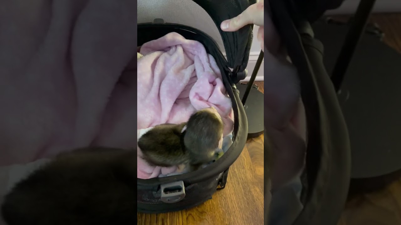 Monkey pets daily life #monkey #babymonkey#cutepets