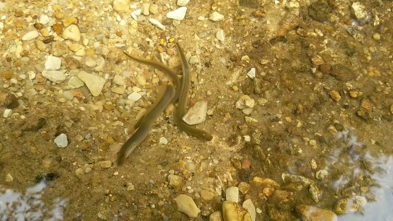 Southern Brook Lamprey