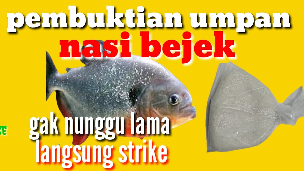 PEMBUKTIAN NASI BEJEK UMPAN BAWAL HARIAN PALING JITU