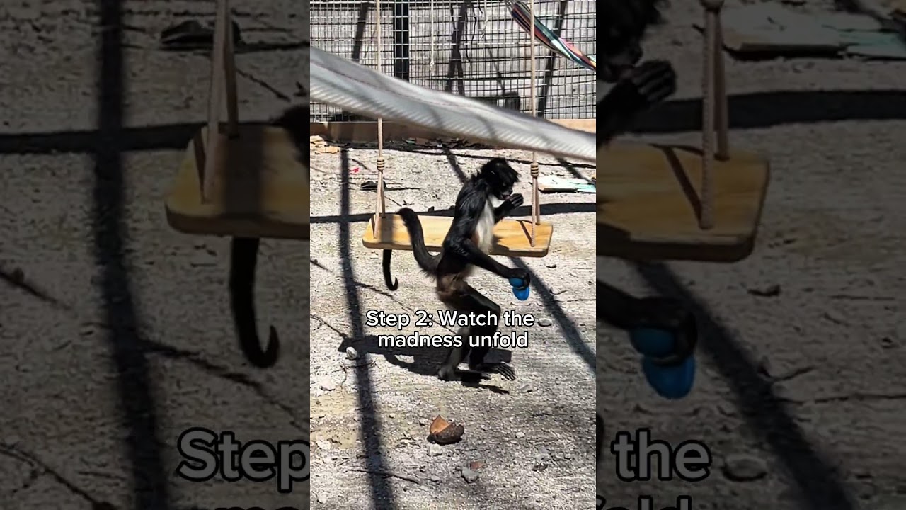 Rio at the end..🤣 #familycompound #funny #hookranch #monkeys