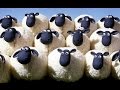 中島みゆき - 羊の言葉   Cover XXkurage
