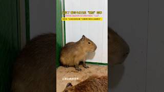 capybara 卡皮巴拉 躲角落的委屈水豚:別欺負我🥺 #capybara #水豚 #水豚君 #卡皮巴拉 #呆萌 #cute #可愛い #萌寵 #療癒 #short