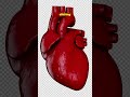Your Heart Doesn’t Sound How You Think 😳 #facts #science