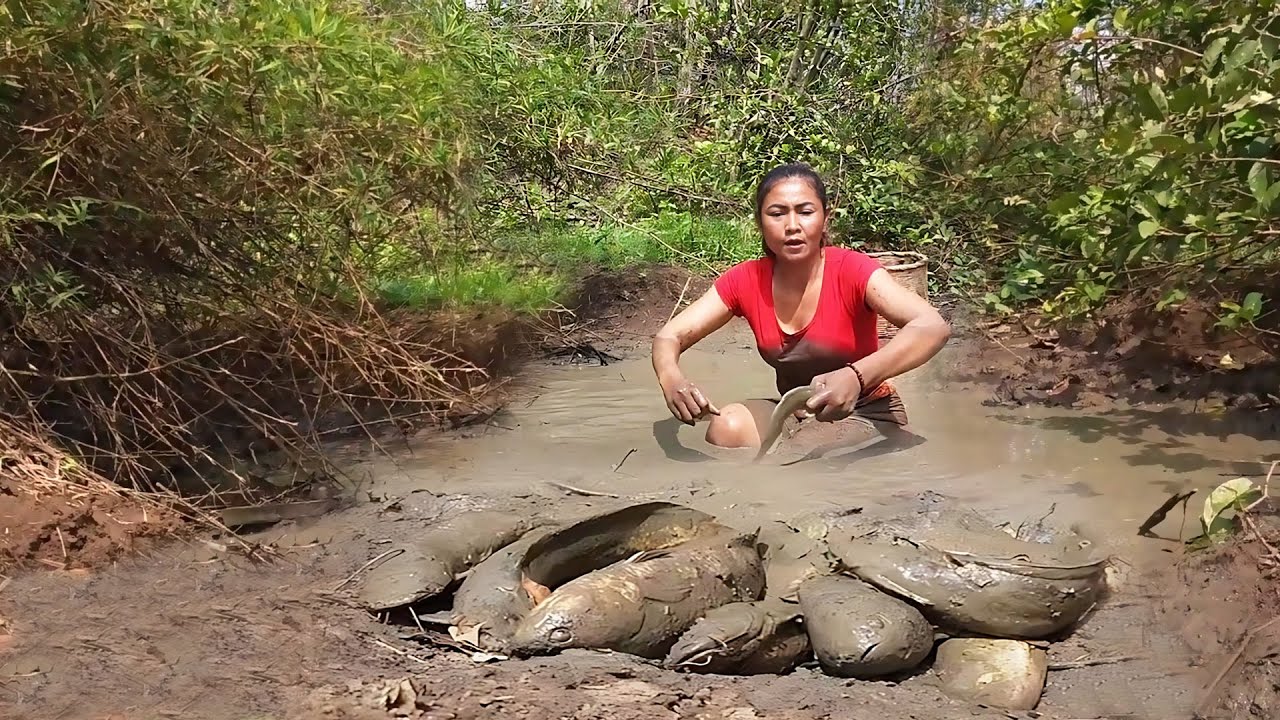 Wow catch fish in the mud for food - Grilled fish with chili for eating ...