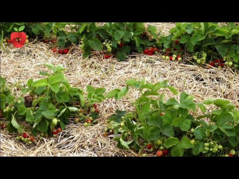 Video: Kako održavati tople zimske ljubimce na otvorenom